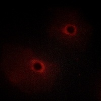 ADCK2 Antibody抗体，orb224137，bio