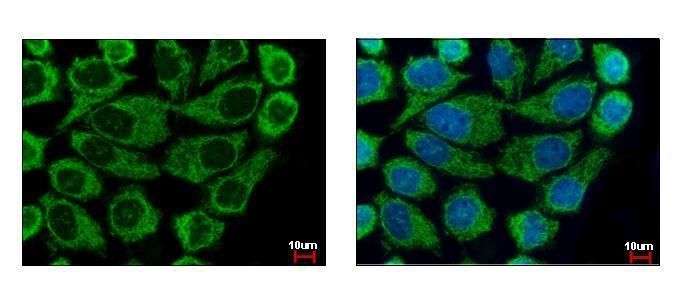 COX6B1 antibody [N2C3]抗体，orb55