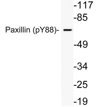 Paxillin (phospho Tyr88) rabbi