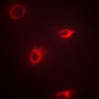 mGLUR7 Antibody抗体，orb214015，bi