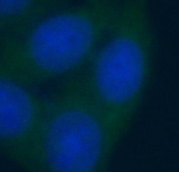 NAMPT Antibody抗体，orb632924，bio