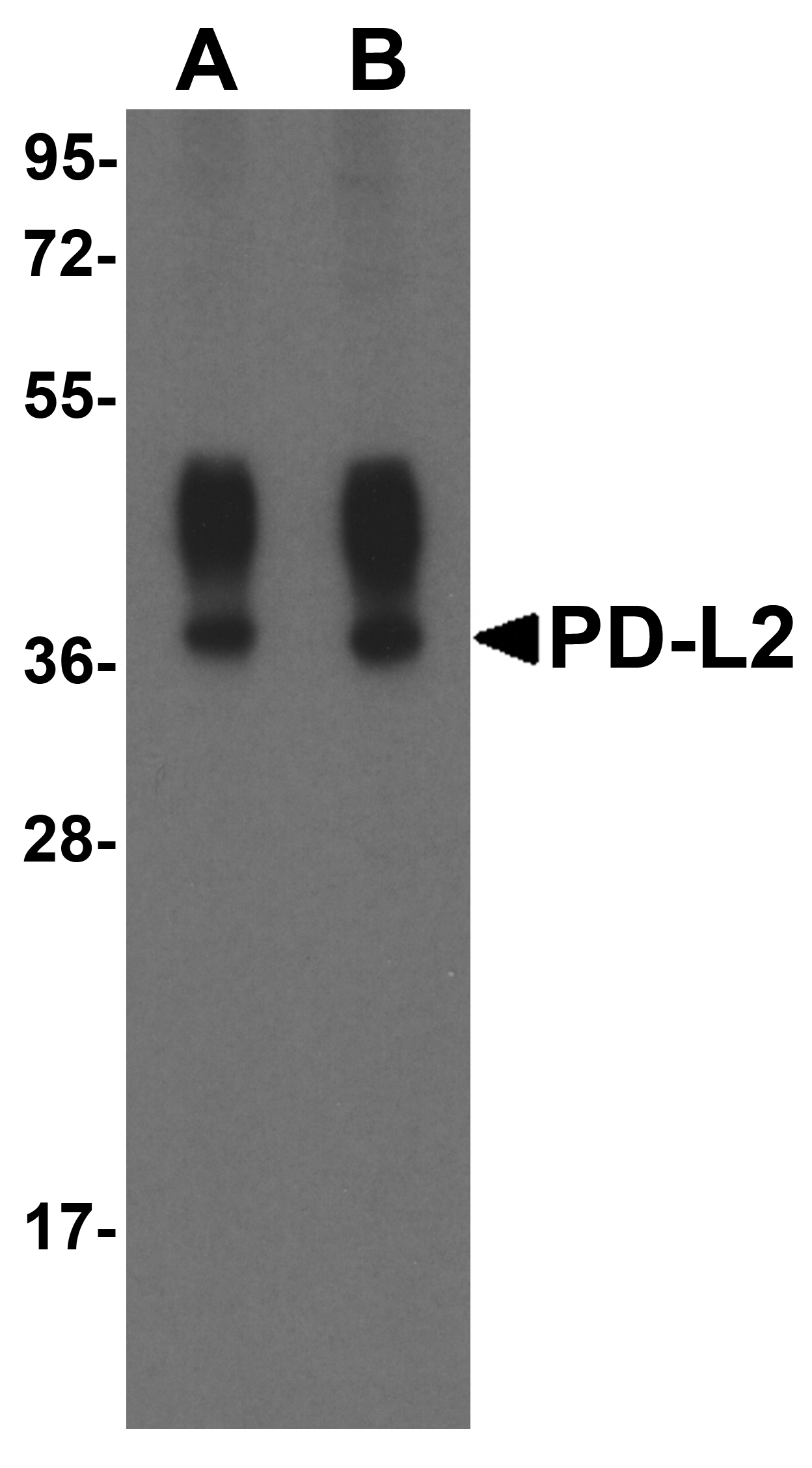 PDL2 Antibody [8C12]抗体，orb1239