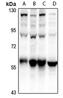 ATG5 Antibody [KO/KD Validated