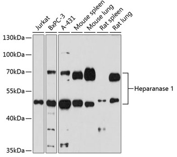 Heparanase 1 Antibody抗体,orb125