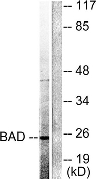 Cleaved-Bad (D71) rabbit pAb抗体