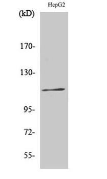 Ksr-1 (phospho Ser392) rabbit 