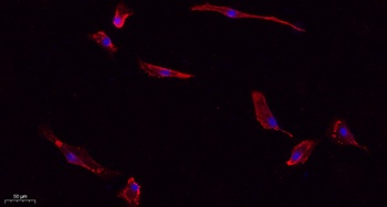 Caspase-3 rabbit pAb抗体,orb7647
