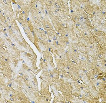 TRPC1 Antibody抗体，orb632176，bio