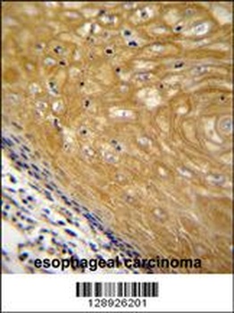 NUDT22 Antibody抗体，orb1270259，b