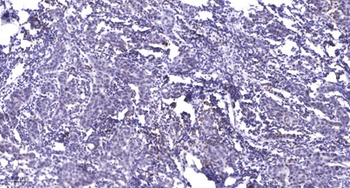 Rap 2C rabbit pAb抗体，orb766200，