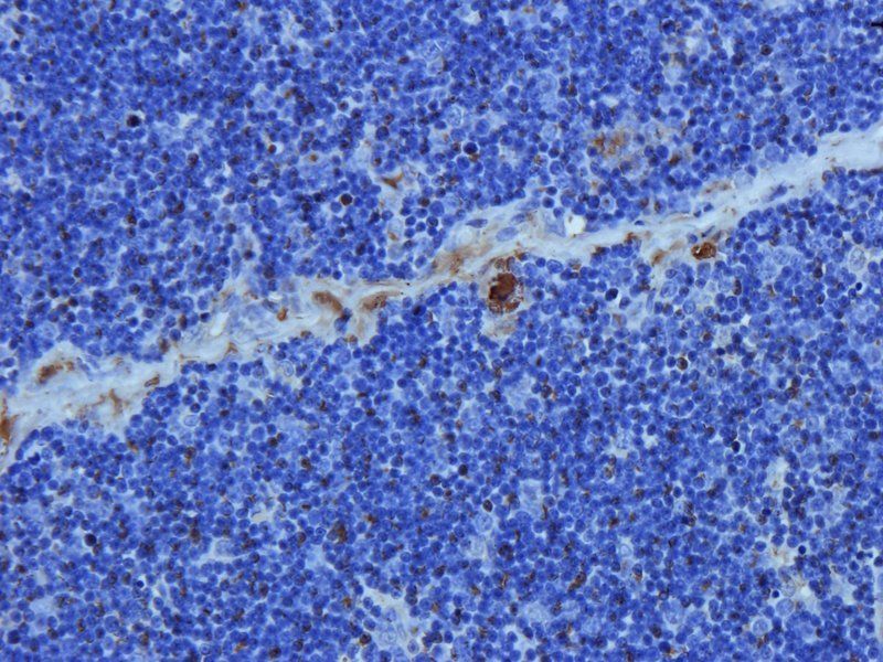 IL4 antibody抗体，orb318727，biorb