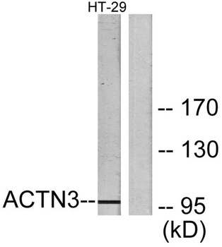 Actinin-α3 rabbit pAb抗体，orb764