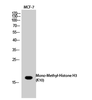 Histone H3 (Mono Methyl Lys10)