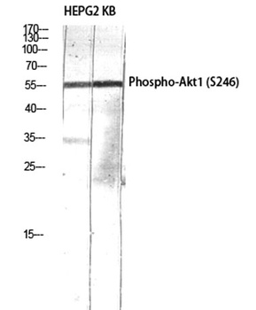 Akt1 (phospho Ser246) rabbit p