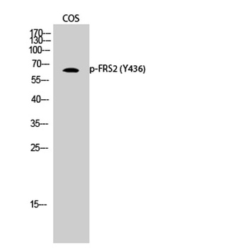 FRS2 (phospho Tyr436) rabbit p