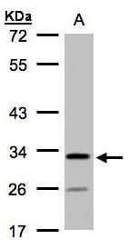 C4orf19 antibody [N3C3]抗体，orb5