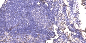 RPA p32 (phospho Ser33) rabbit