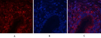 Akt1 rabbit pAb抗体，orb764505，bi