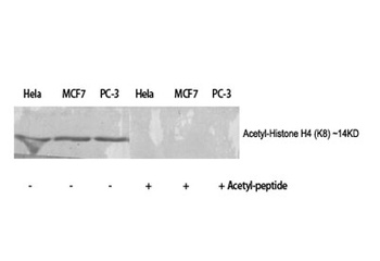 Histone H4 (Acetyl Lys8) rabbi
