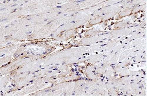 Elastin antibody抗体，orb13391，bi