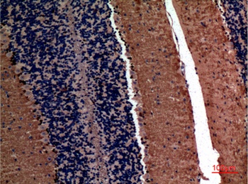 AFP rabbit pAb抗体，orb766745，bio