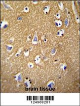 BCAN Antibody抗体，orb1264015，bio