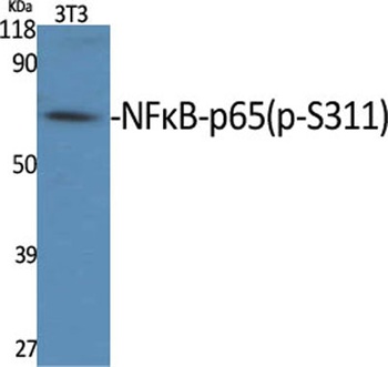 NFκB-p65 (phospho Ser311) rabb