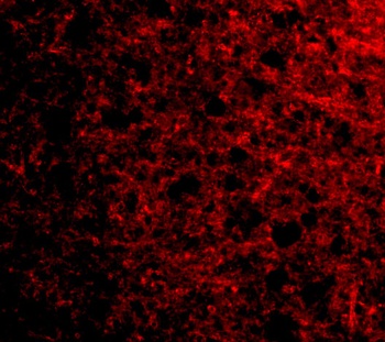 op18 Antibody抗体，orb1239690，bio