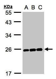 MAD2L1 antibody [C2C3], C-term