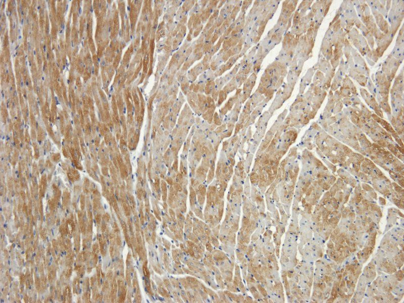 Syncytin 1 antibody抗体,orb10057