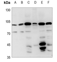 FASTKD2 Antibody抗体，orb215060，b