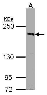 SEPHS2 antibody [N3C3]抗体，orb55