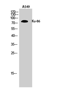 Ku-86 rabbit pAb抗体，orb765560，b