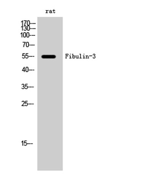 Fibulin-3 rabbit pAb抗体，orb7680