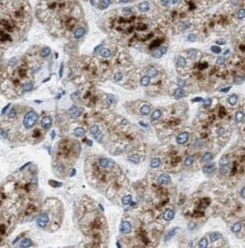 SOST Antibody抗体，orb631413，bior