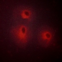 5-HT1A Antibody抗体，orb214069，bi