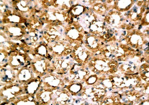 beta Actin antibody抗体，orb10033