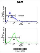 KRT10 Antibody抗体,orb1263710,bi