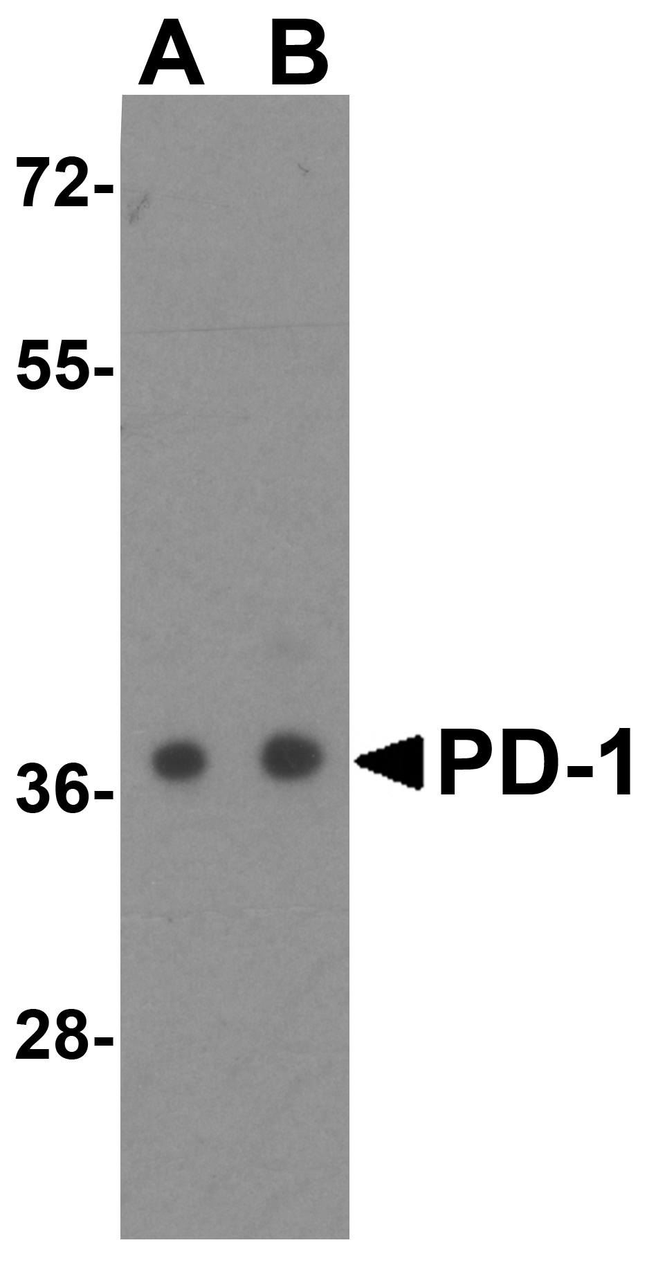 PD1 Antibody [4D6]抗体，orb123974