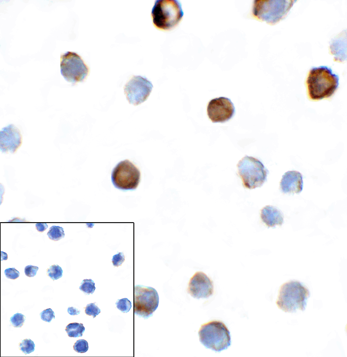 TIGIT Antibody [4A10]抗体，orb124