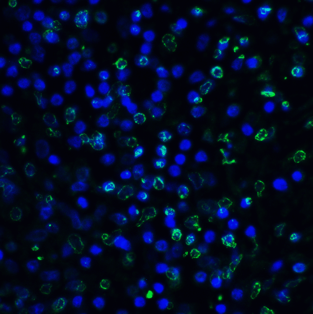 TIGIT Antibody [4A11]抗体，orb124
