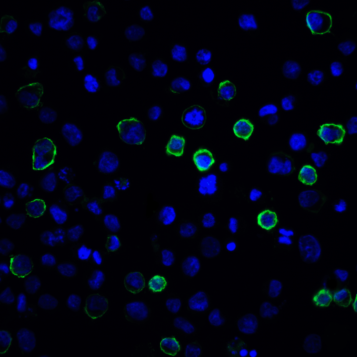 PDL2 Antibody [7C7]抗体，orb12398