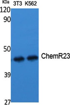 ChemR23 rabbit pAb抗体，orb764844