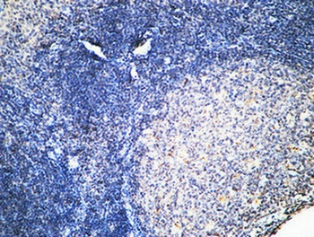 FSHR rabbit pAb抗体，orb765253，bi