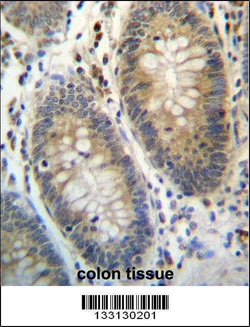 TEX261 Antibody抗体，orb1269078，b