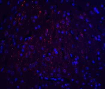 HOOK3 Antibody抗体，orb1239706，bi