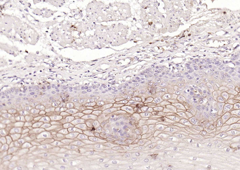CD138 Recombinant Rabbit Monoc