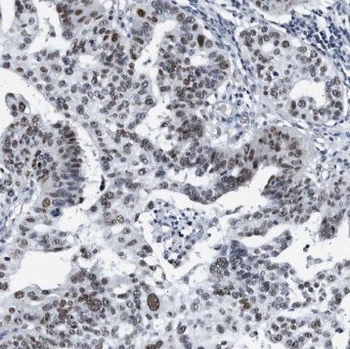 SYCE1 Antibody抗体，orb631661，bio