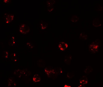 TESPA1 Antibody抗体，orb1238814，b