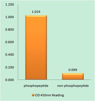 DARPP-32 (phospho Thr34) rabbi